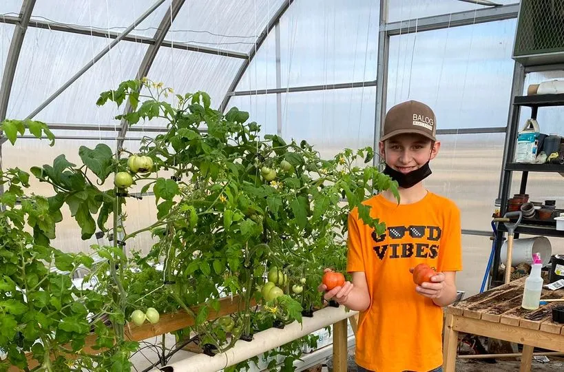 Un estudiante de la Senator Gershaw School sostiene dos tomates en un invernadero junto a plantas de tomate.