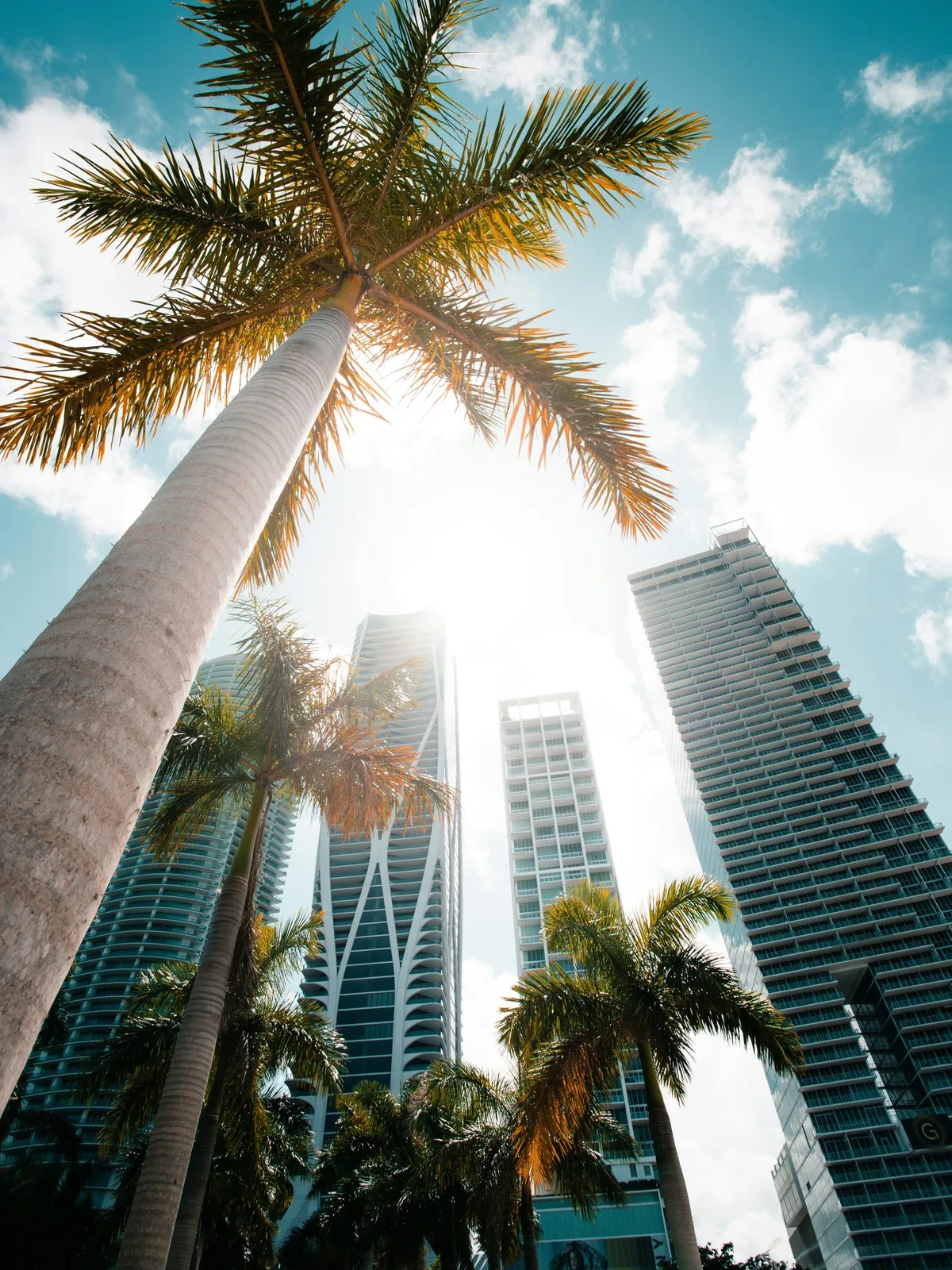 Palme e palazzi soleggiati a Miami.