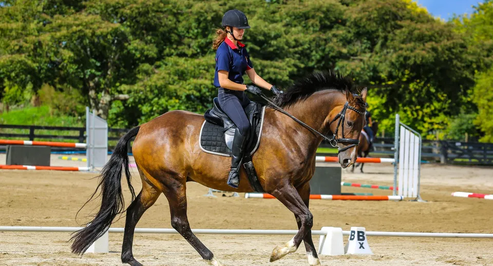 Una studentessa della Highworth Grammar School sta seduta su un cavallo baio davanti a uno sfondo di alberi verdi.