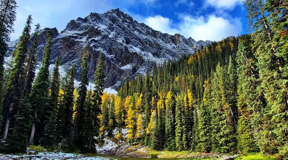 Un'affascinante immagine della natura con montagne innevate e un bosco misto davanti alla Brant Christian School.