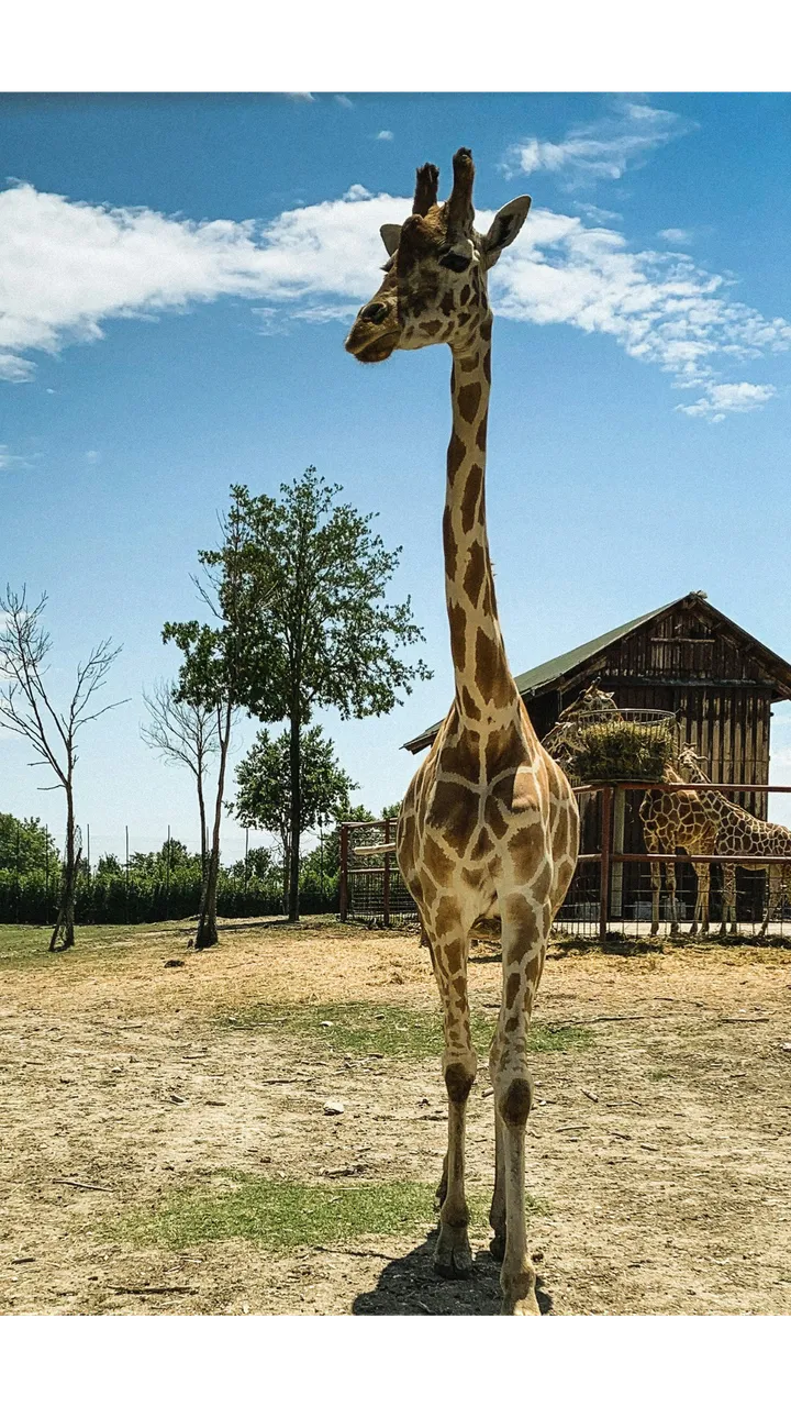 Canterbury Wildlife Animal Park: mezza giornata