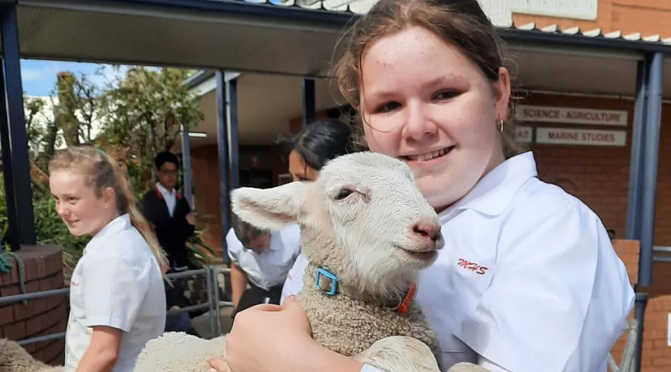 Una studentessa della Menai High School tiene in braccio un agnellino bianco davanti all'edificio della clinica veterinaria.