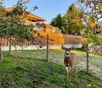 Ciervo con cuernos en un jardín con manzanos y una casa de madera al fondo