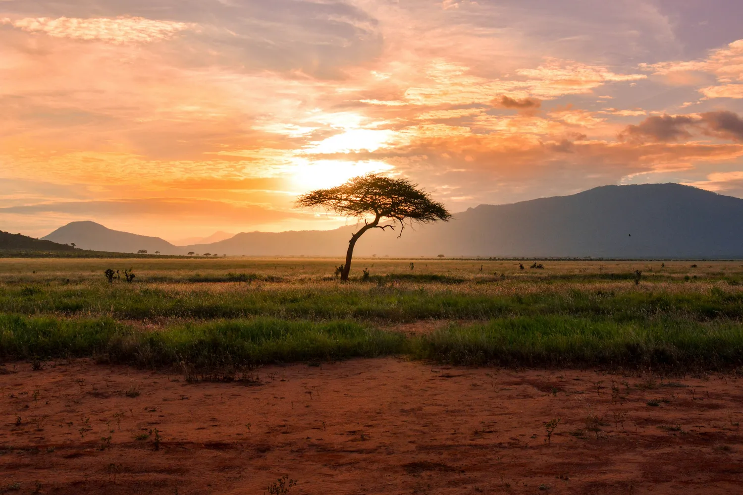 Acacia solitaria nella savana africana al tramonto