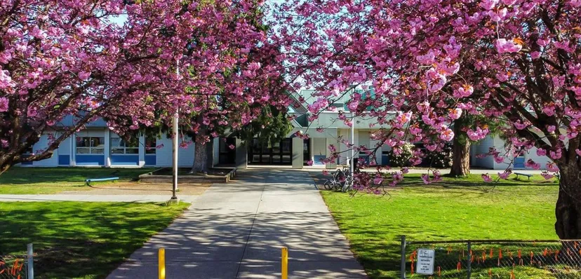Nel campus della Westview Secondary School si vede un ciliegio in fiore accanto a un viale lastricato e a un edificio con finestre blu.