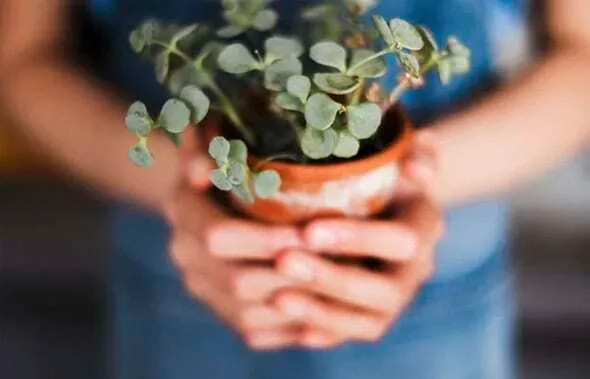 Manos de una persona sosteniendo una pequeña maceta de barro con una planta verde