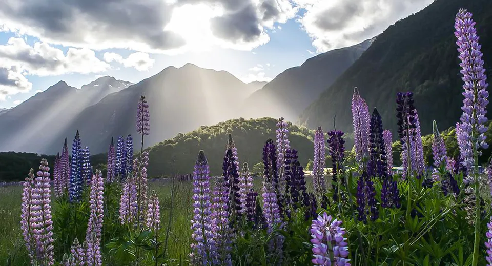 Un prato fiorito con lupini viola davanti a montagne e nuvole nel terreno della Mount Albert Grammar.