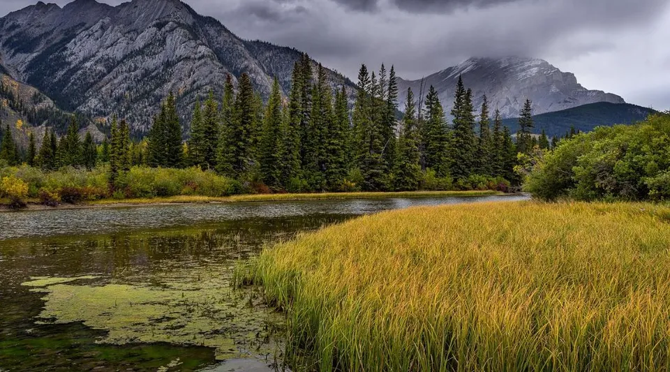 Un fiume con erba alta sulla riva davanti a una foresta di conifere e montagne rocciose in Alberta, vicino alla W.R Myers High School.