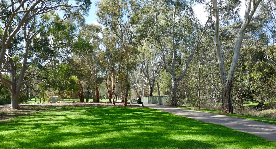 Un prato verde con alberi alti nel terreno della Modbury High School.
