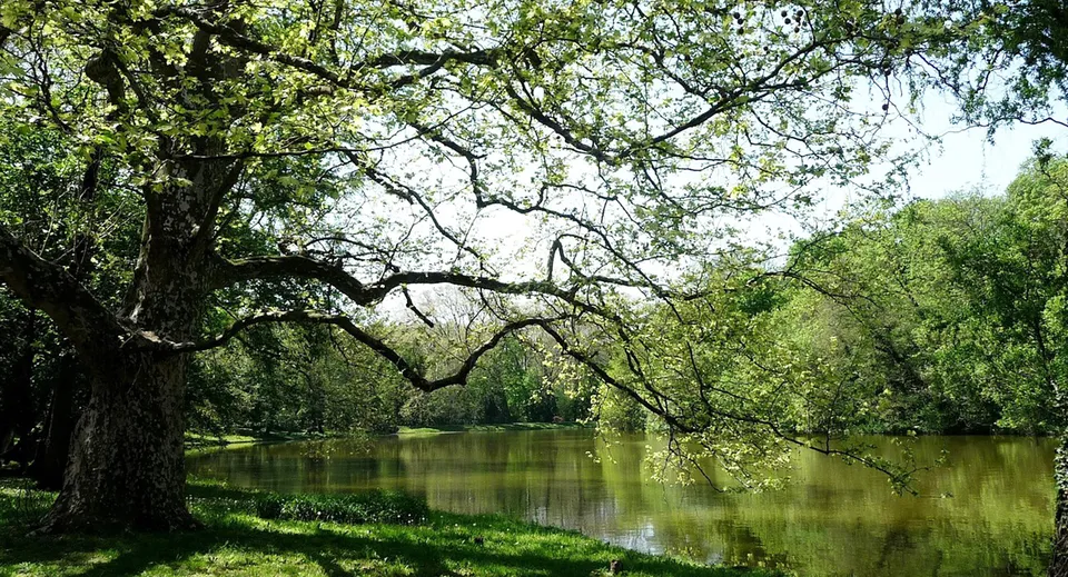 Un laghetto tranquillo circondato da alberi verdi nei terreni della Nga Tawa Diocesan School.