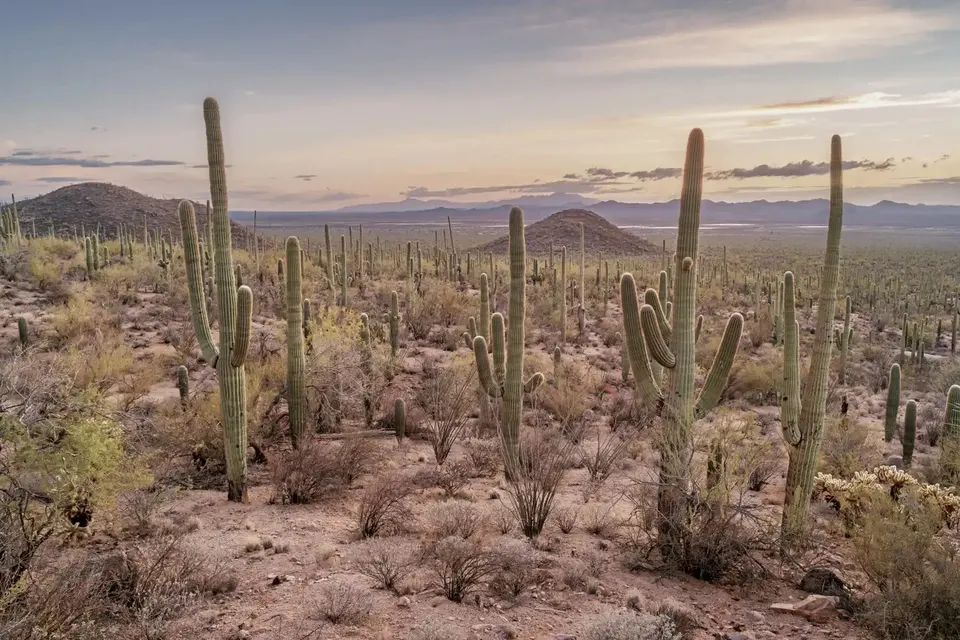 Un paesaggio desertico con numerosi cactus saguaro e colline sullo sfondo nei dintorni della Green Fields High School.