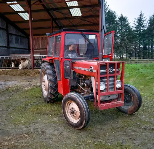 Jemand fährt einen roten Traktor durch eine Scheune mit Rindern in Irland