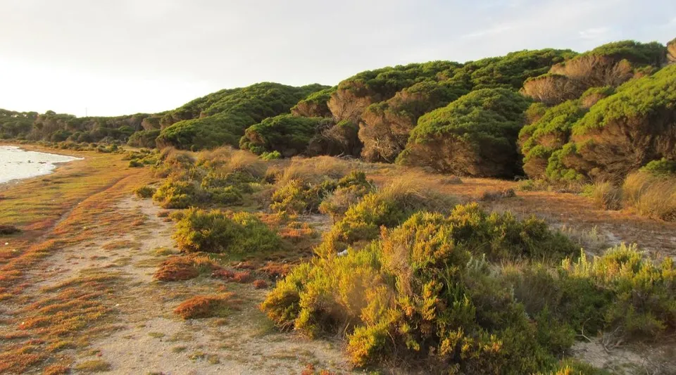 Un sentiero attraversa una vegetazione variopinta con cespugli e alberi davanti alle colline nel terreno della Ocean Reef Senior High School.