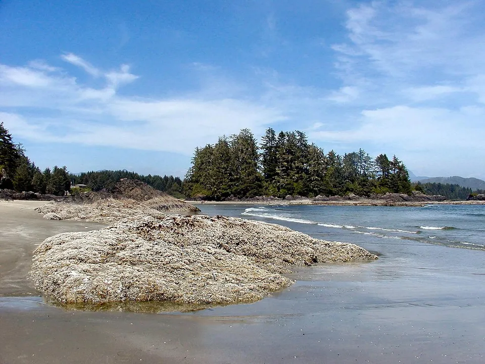 Una spiaggia di sabbia con rocce e foreste di pini sulla costa vicino alla Carihi Secondary School.