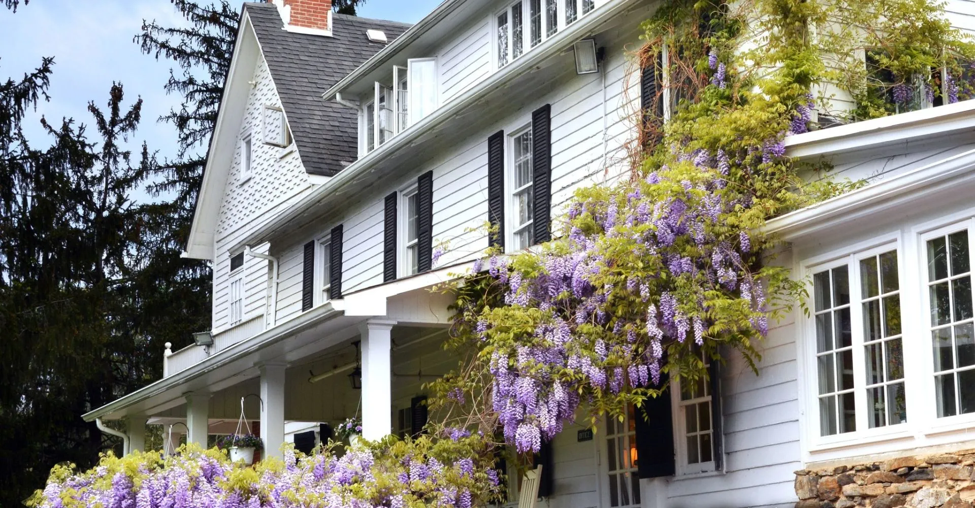L'edificio bianco a due piani con veranda della Oldfields School è ricoperto da una rigogliosa vegetazione con glicine in fiore.