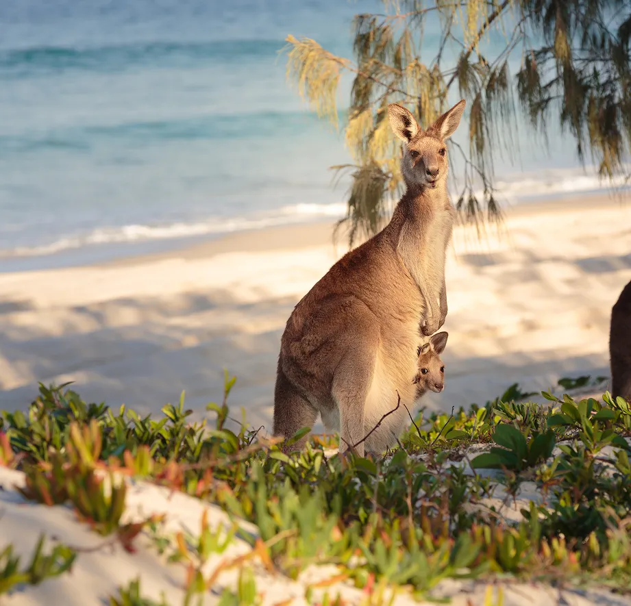 Canguro con su cría en la bolsa sobre la arena de una playa australiana
