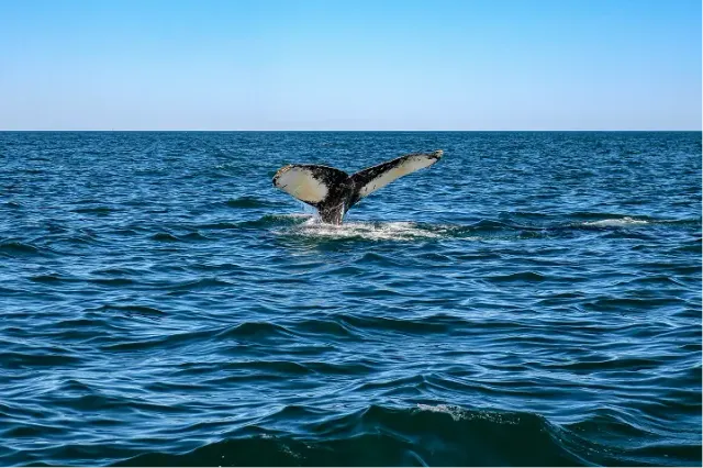 Coda di una balena che emerge dal mare aperto durante un'escursione di whale watching