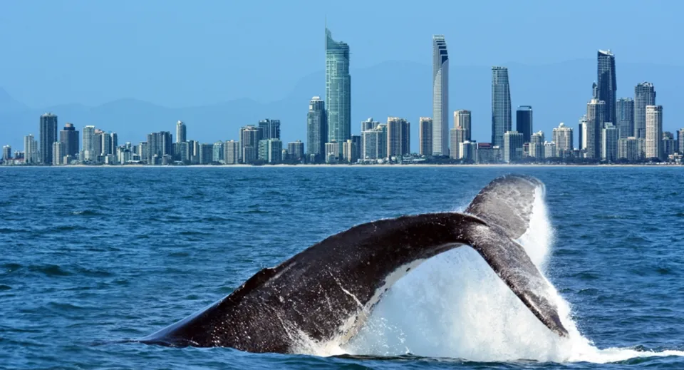 Una grande balena salta fuori dall'acqua davanti allo skyline con edifici moderni nei pressi della Southport State High School.