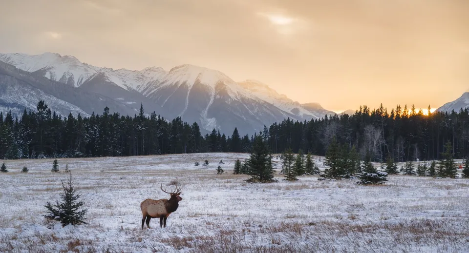Un cervo si trova su un campo innevato davanti a una foresta di conifere e montagne innevate.