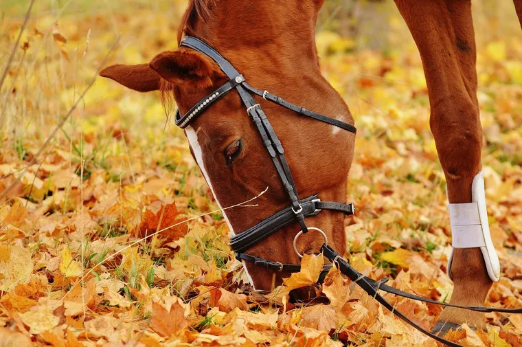 Braunes Pferd mit Zaumzeug grast zwischen gelbem Herbstlaub