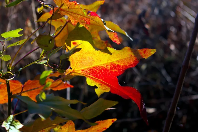 Leuchtend rote und gelbe Herbstblätter an einem Zweig im Gegenlicht