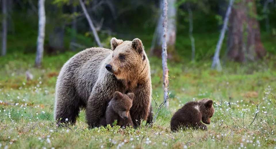 Un'orsa con due cuccioli si trova su un prato con alberi sullo sfondo nei pressi della St. John’s-Ravenscourt School.