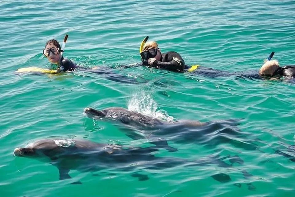 Studenti del Papamoa College nuotano durante un'immersione in acque cristalline con un delfino in primo piano.