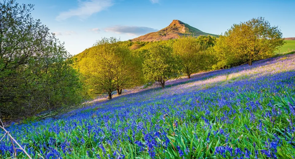Una collina verde con fiori blu e una cima rocciosa sullo sfondo nel terreno della Monkton Combe School.