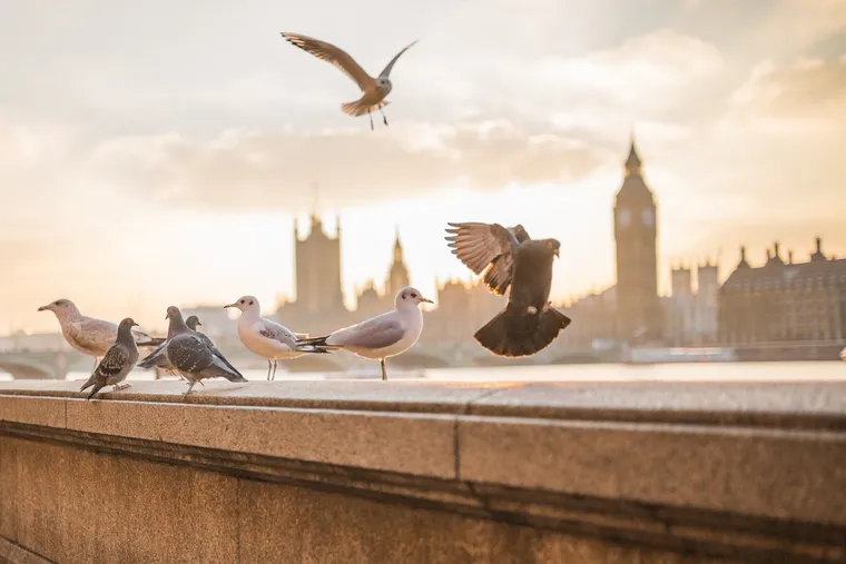 Möwen und Tauben auf einer Mauer, im Hintergrund Big Ben im Gegenlicht