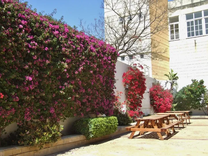 Jardín del alojamiento con buganvillas en flor y mesas de pícnic de madera