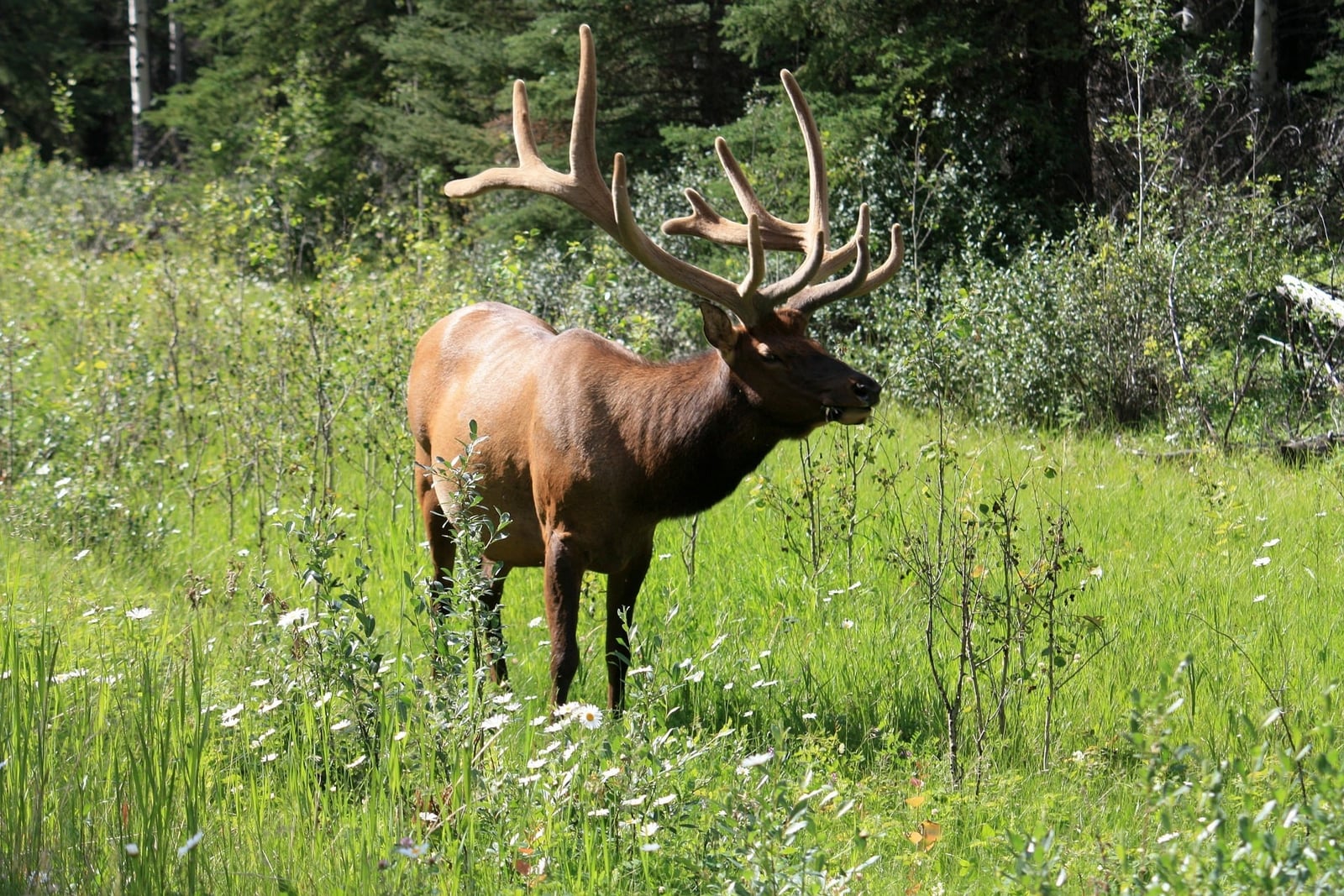 Wapitihirsch mit mächtigem Geweih steht auf einer grünen Waldwiese