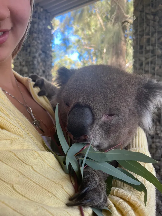 Chica sosteniendo en brazos a un koala que mastica hojas de eucalipto