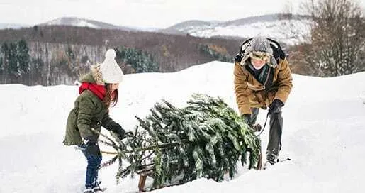 Un hombre y una niña arrastran un árbol de Navidad en trineo por la nieve