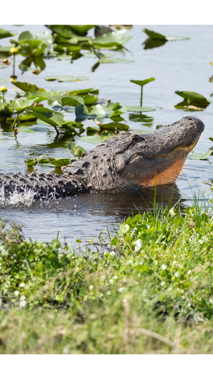Everglades, Gator Park e Sawgrass Mills – full day