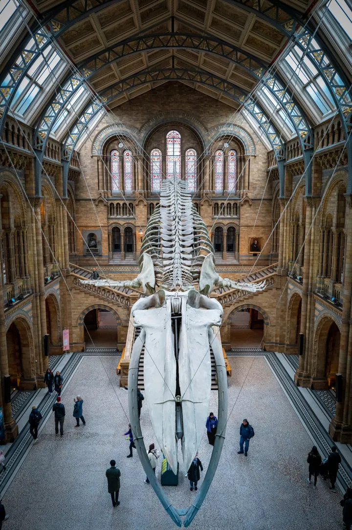Excursión a los museos de Londres y a Hyde Park