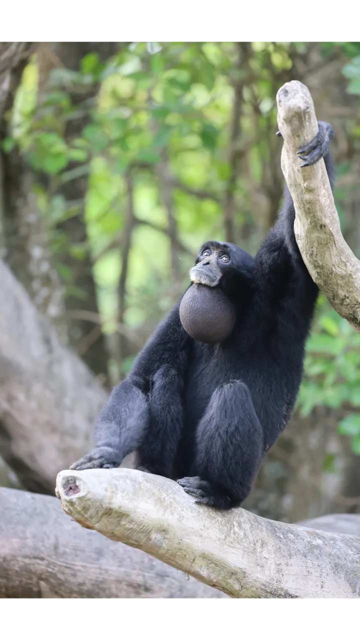 Miami Zoo e Dadeland Mall – full day