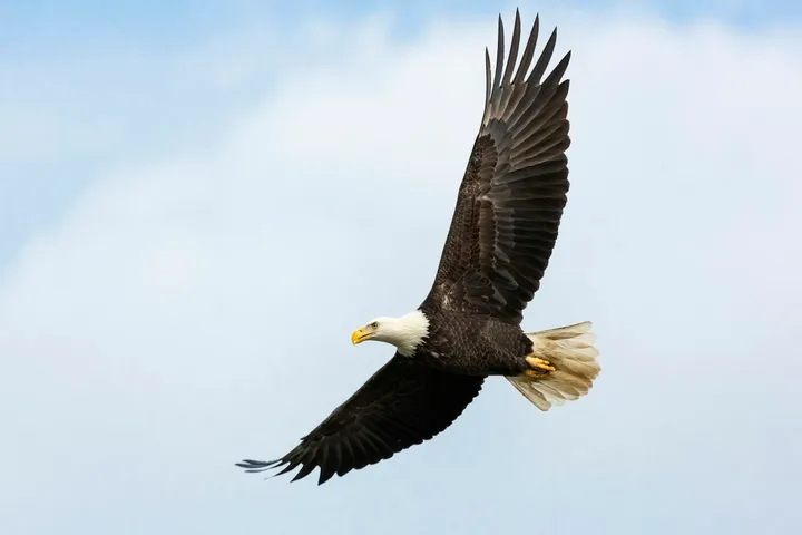 Weißkopfseeadler im Flug vor hellem Himmel