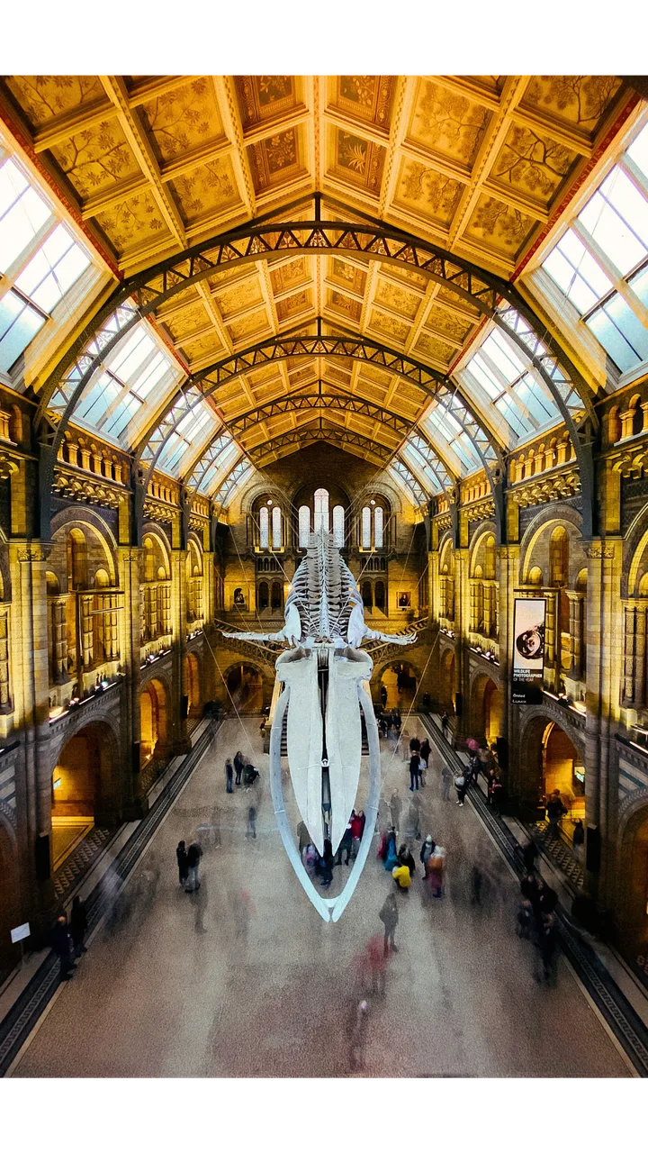 Natural History Museum: mezza giornata