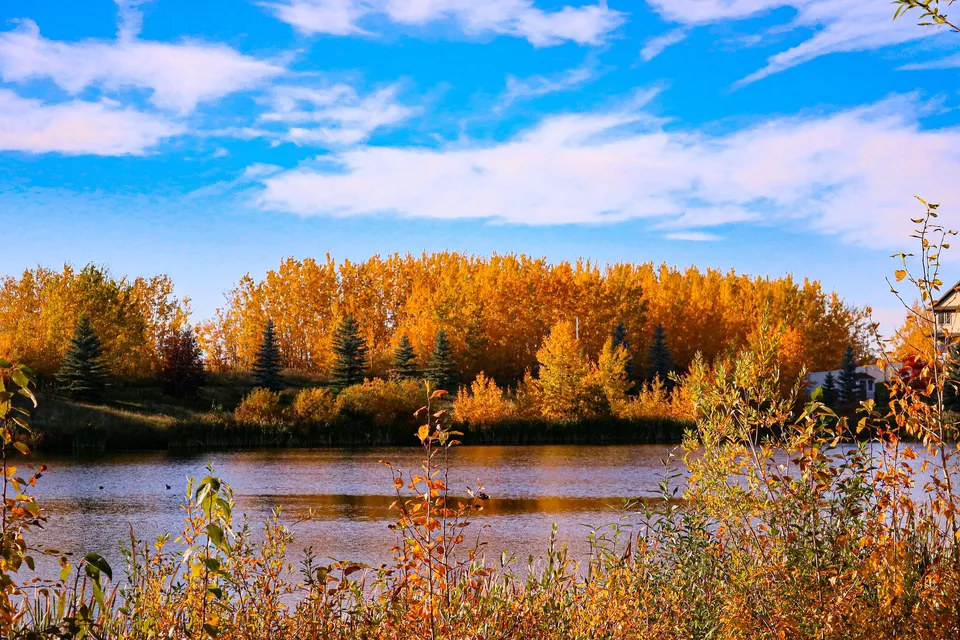 Un lago autunnale con alberi colorati nel terreno della M.E. LaZerte Composite High School.