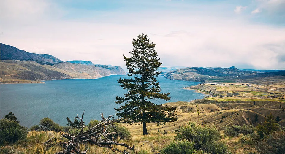 Un pino solitario si erge davanti a un paesaggio montuoso con un lago sullo sfondo nel terreno della South Kamloops Secondary School.