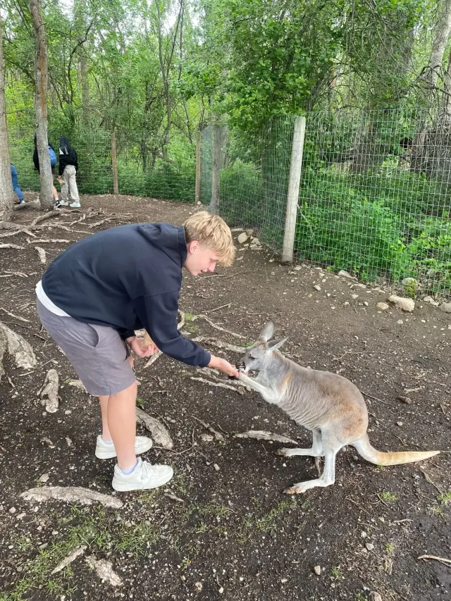 Studente dà da mangiare a un canguro in un parco naturale recintato in Canada