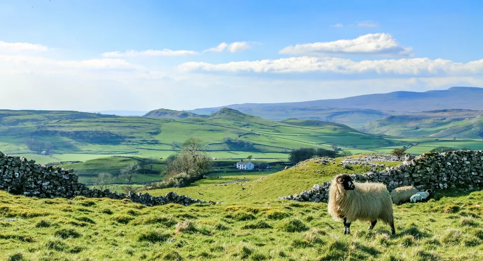 Un paesaggio collinare verde con muretti a secco e pecore nei dintorni della Repton School nel Derbyshire.