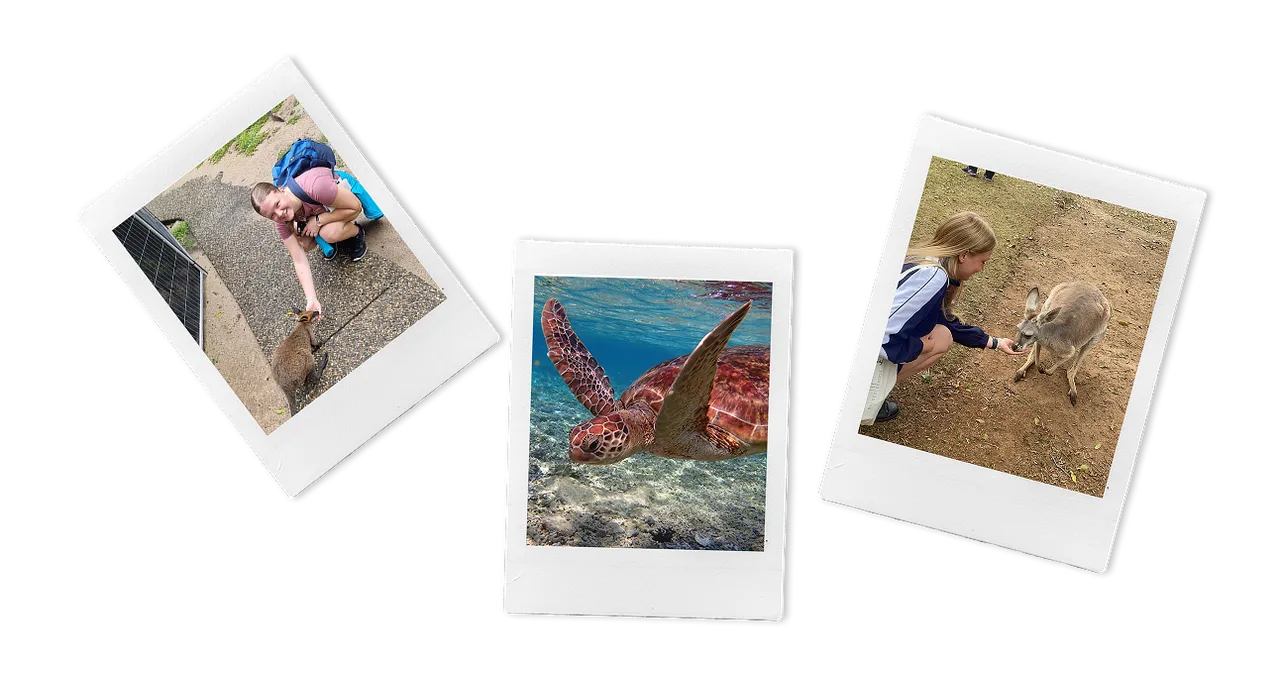Tres fotos polaroid con canguros junto a estudiantes y una tortuga marina bajo el agua