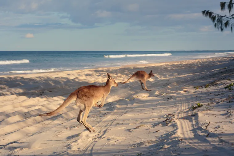Zwei Kängurus hüpfen über einen Sandstrand am Meer