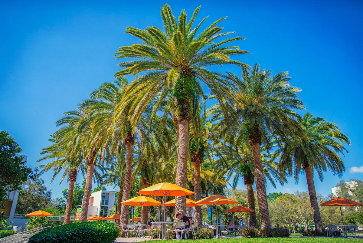 Zona de descanso al aire libre del campus con palmeras, mesas y sombrillas naranjas