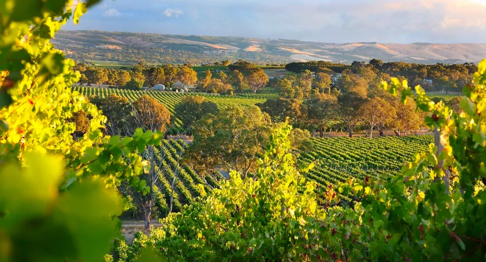Un dolce paesaggio con vigneti e frutteti sotto un cielo dorato vicino al campus dell'Avenues College.