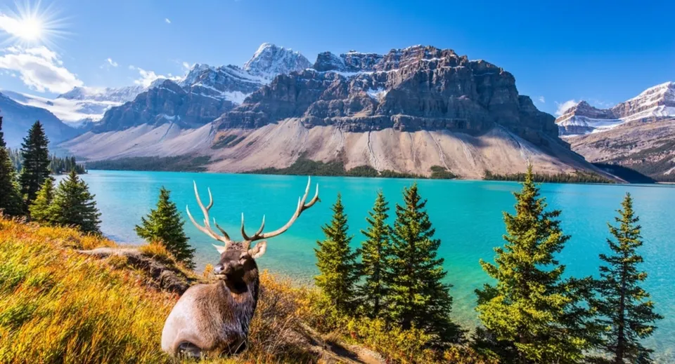 Un cervo si trova davanti a un paesaggio montano con cime innevate e un lago turchese vicino alla Montcalm Secondary School.