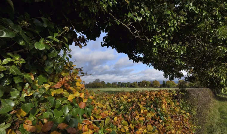 Blick unter Efeuranken hindurch auf Felder und Bäume im Herbst