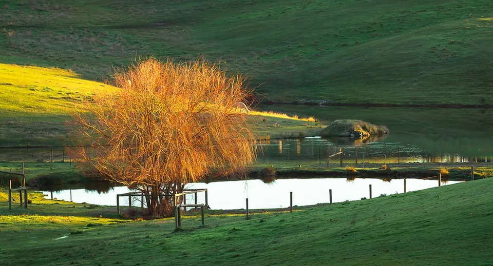 Un tranquillo stagno con una pianta dorata e verdi colline sullo sfondo nel terreno della Oakbank Area School.