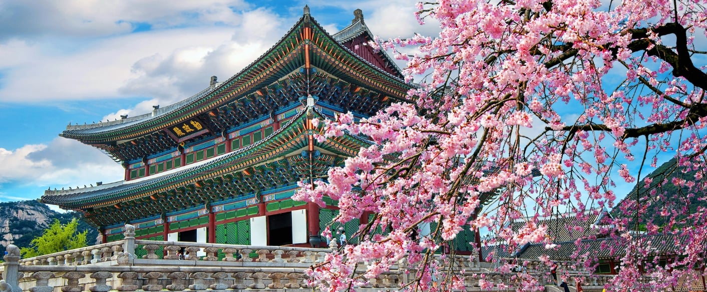 Palazzo tradizionale coreano incorniciato da ciliegi in fiore